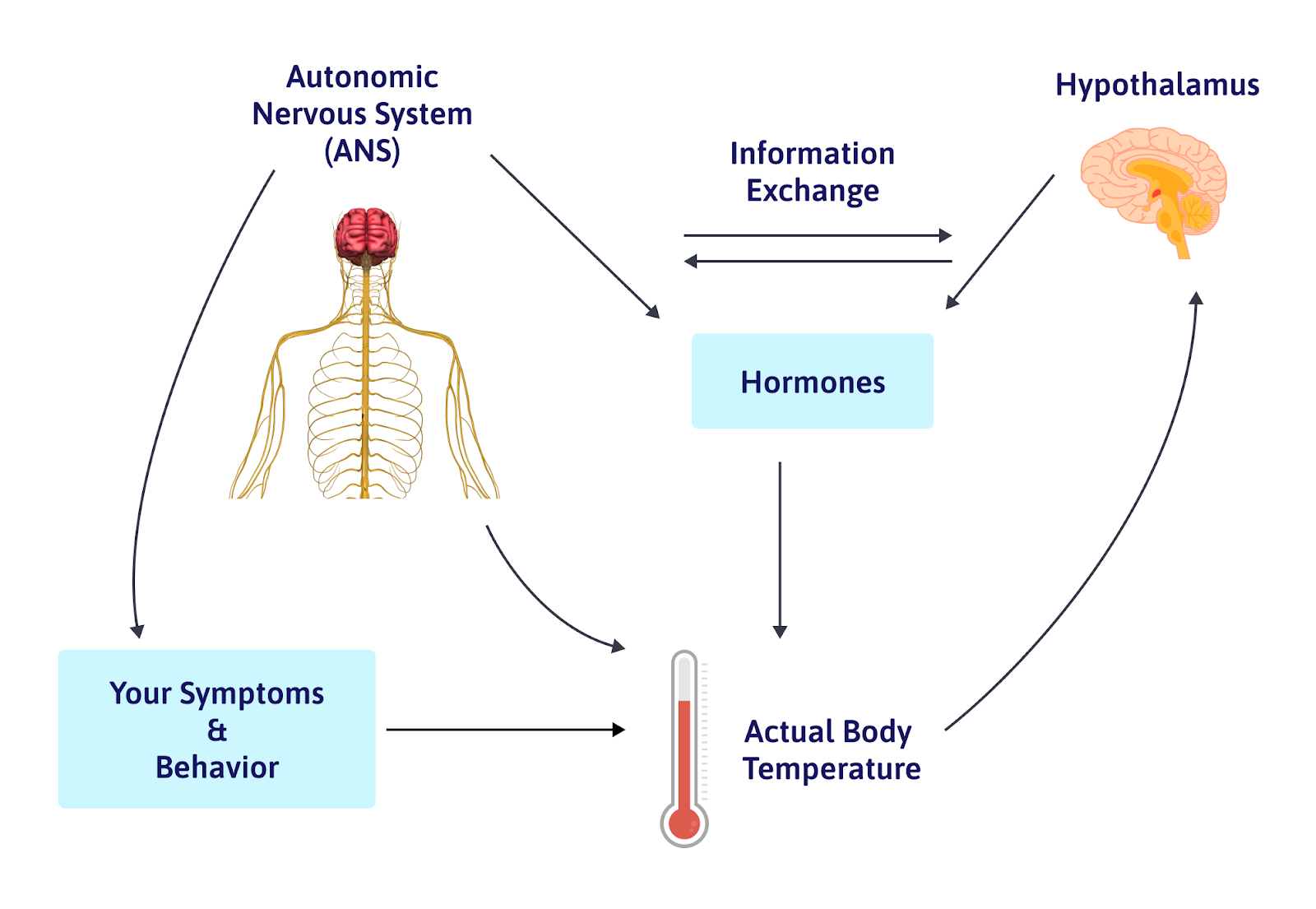 Feeling Cold, Hot, or Fevered After a Head Injury Cognitive FX